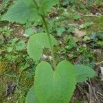 Lunaria annua 葉