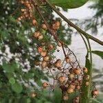 Searsia lancea Fruit