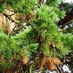 Sequoiadendron giganteum Blad