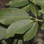 Ceiba aesculifolia Лист