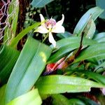 Prosthechea fragrans 形態