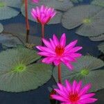 Nymphaea rubra Blad