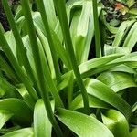 Allium giganteum Hoja