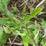 Cirsium altissimum പുറംതൊലി