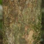 Pouteria grandis Bark