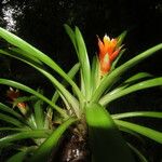 Guzmania lingulata পাতা