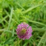 Trifolium pratenseപുഷ്പം