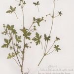 Geranium divaricatum Elinympäristö