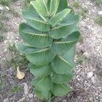 Asclepias latifolia ᱛᱟᱦᱮᱸ