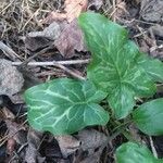 Arum italicum Liść