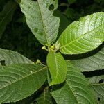 Siparuna thecaphora Leaf