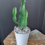 Euphorbia ingens List