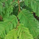 Piptadeniastrum africanum Leaf