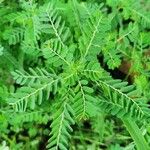 Phyllanthus niruri 葉