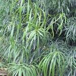 Podocarpus henkelii Natur