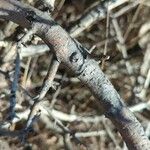 Crataegus laciniata Bark