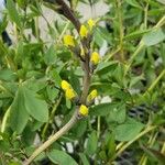 Baptisia sphaerocarpa Flor