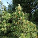 Pinus radiata List