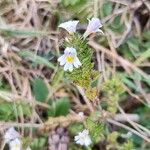 Euphrasia officinalisപുഷ്പം