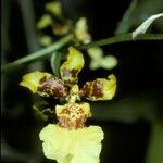 Oncidium sphacelatum Fleur