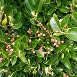 Euonymus japonicusഫലം