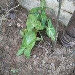 Syngonium podophyllumLiść