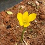 Zephyranthes citrina Feuille