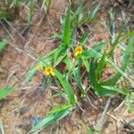 Zornia latifolia Flor