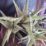 Aloe rauhii 葉