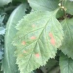 Crataegus mollis Blad