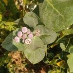 Calotropis procera फूल