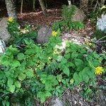 Doronicum austriacum ശീലം