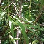 Salix nigra Leaf