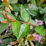 Abelia × grandiflora Lapas