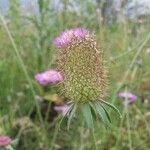 Scabiosa atropurpurea Vaisius