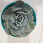 Echeveria lilacina Folio