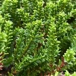 Hebe cupressoides 葉