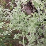 Plecostachys serpyllifolia Leaf