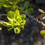 Baccharis pilularis برگ