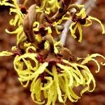 Hamamelis japonicaKvět