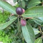 Acokanthera oblongifolia Φρούτο