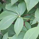 Aesculus flava Blatt