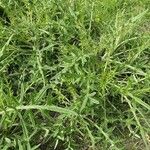 Cirsium eriophorum Habit