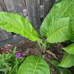 Inula heleniumLeaf