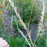 Gaudinia fragilis Fruit