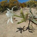 Pancratium maritimumŽiedas