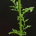 Scrophularia provincialis Rinde