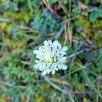 Scabiosa ochroleucaFlower