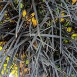 Ophiopogon planiscapus 葉