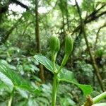 Begonia salaziensis Лист